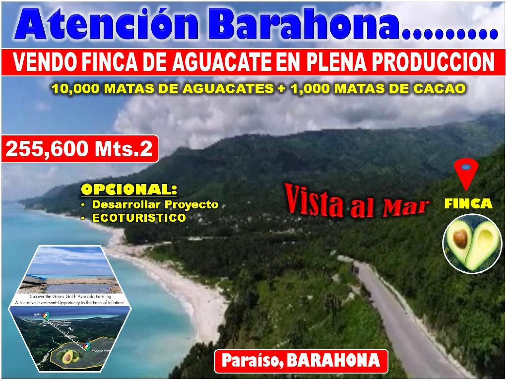 Vendo Finca de AGUACATE en Paraíso BARAHONA 255600 Mts.2 VISTA AL MAR  Foto 7322553-1.jpg
