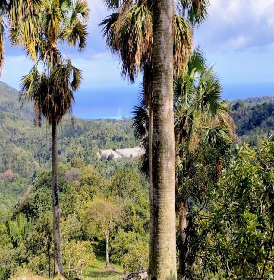 Vendo Finca de AGUACATE en Paraíso BARAHONA 255600 Mts.2 VISTA AL MAR  Foto 7322553-14.jpg