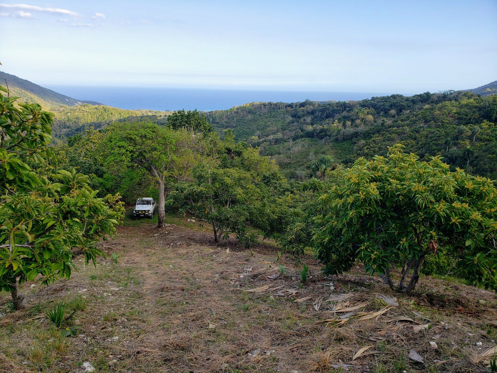 Vendo Finca de AGUACATE en Paraíso BARAHONA 255600 Mts.2 VISTA AL MAR  Foto 7322553-7.jpg