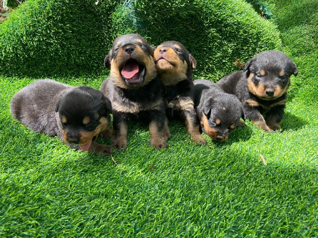 Rottweiler ambos sexo Foto 7322603-1.jpg