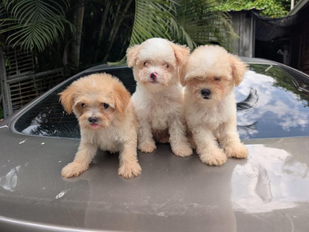 Maltipoo Ambos Sexos  Foto 7322645-1.jpg