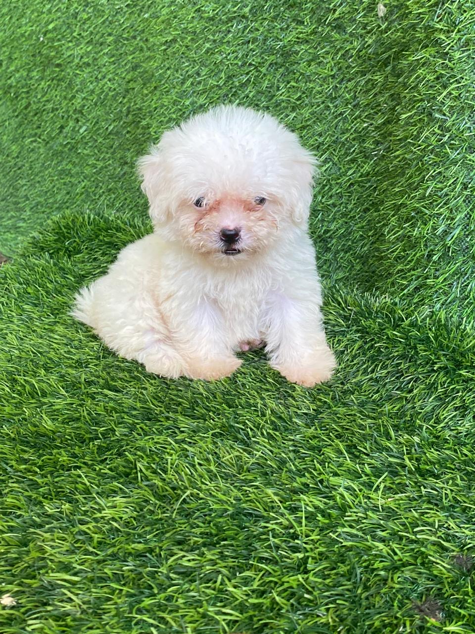 Maltipoo Ambos Sexos  Foto 7322646-3.jpg