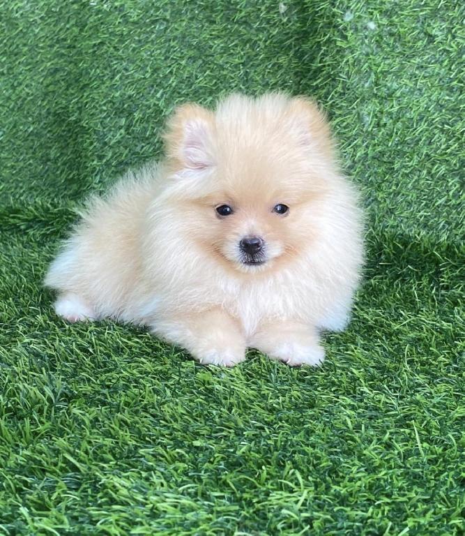 Pomerania Hembra  Foto 7322651-1.jpg