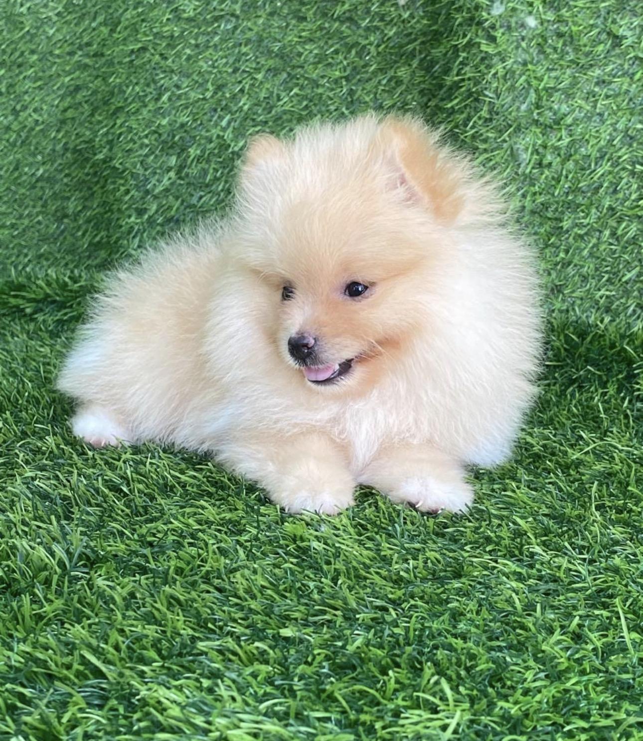 Pomerania Hembra  Foto 7322651-2.jpg