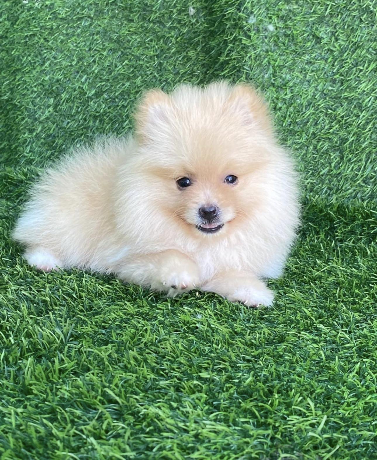 Pomerania Hembra  Foto 7322651-3.jpg