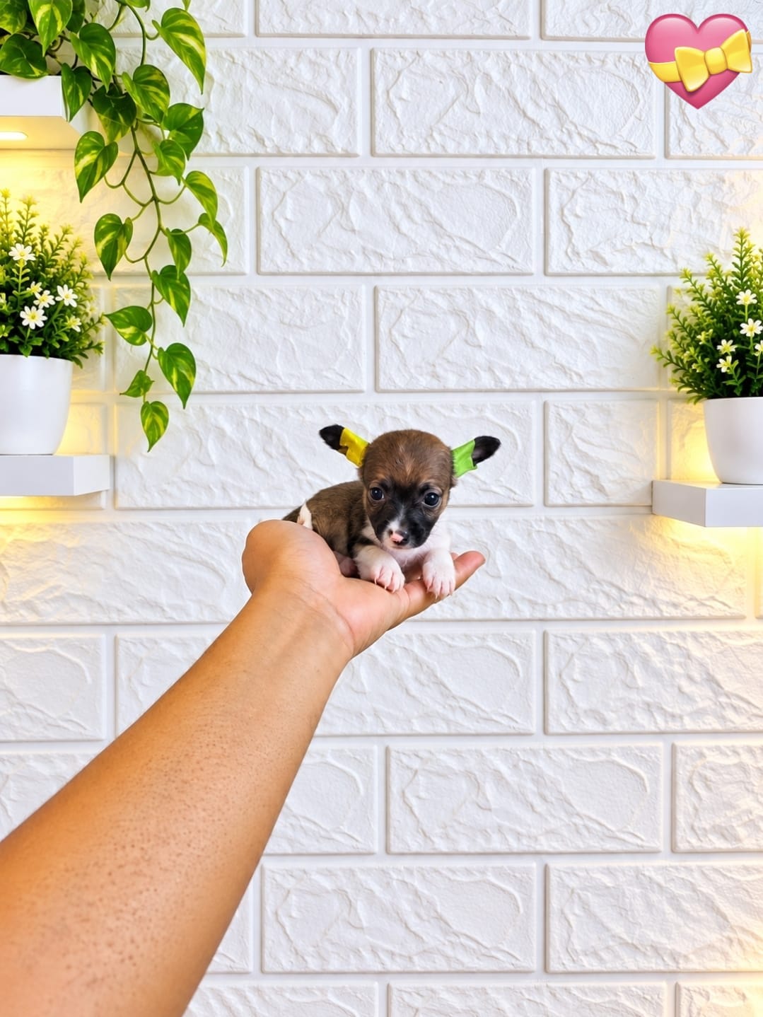 ESPECIAL DE CACHORRO CHIHUAHUA AMBOS SEXO EN UBICADO EN SANTO DOMINGO  Foto 7322681-3.jpg