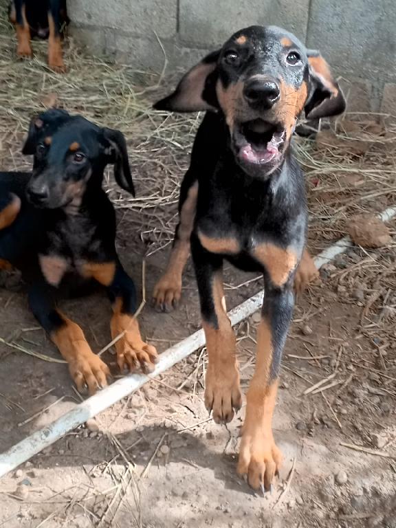 ESPECIAL CACHORRO DOBERMAN MACHO EN UBICADO EN SANTO DOMINGO Y TIENE S Foto 7322689-1.jpg