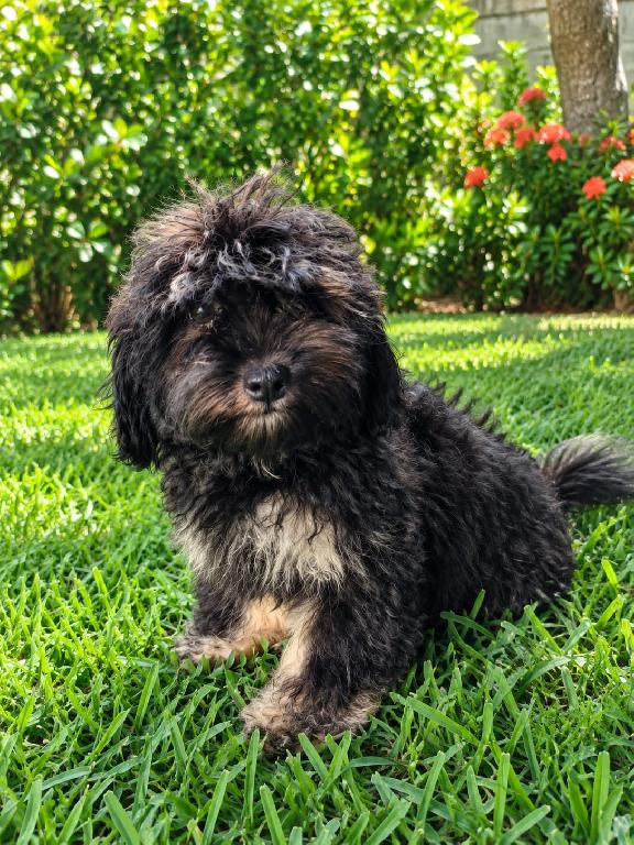 ESPECIAL CACHORRO SHIPOO MACHO EN UBICADO EN SANTO DOMINGO Y TIENE SU  Foto 7322724-1.jpg