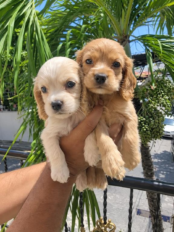 OFERTA CACHORRO COCKER SPANIEL AMBOS SEXO UBICADO EN SANTO DOMINGO Y T Foto 7322845-1.jpg