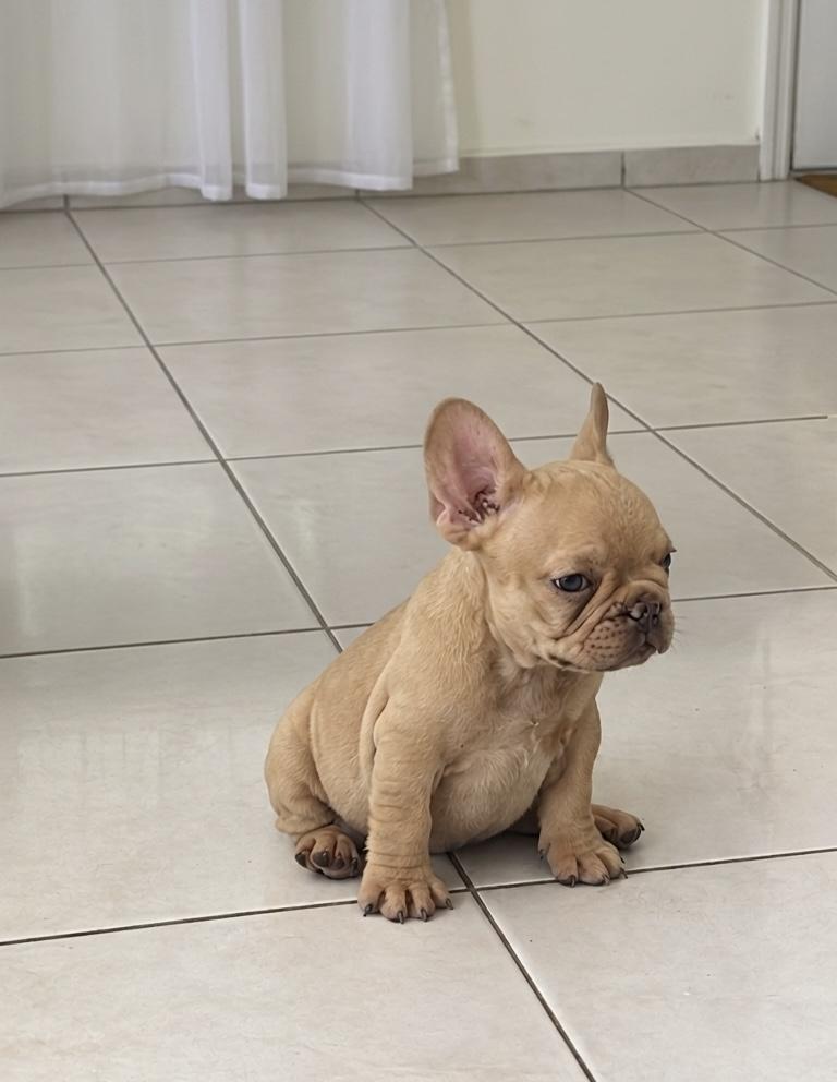 Bulldog frances hembras oferta en Santo Domingo DN Foto 7322902-1.jpg