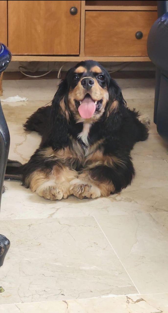 Cocker Spaniel Inglés  Foto 7323010-5.jpg