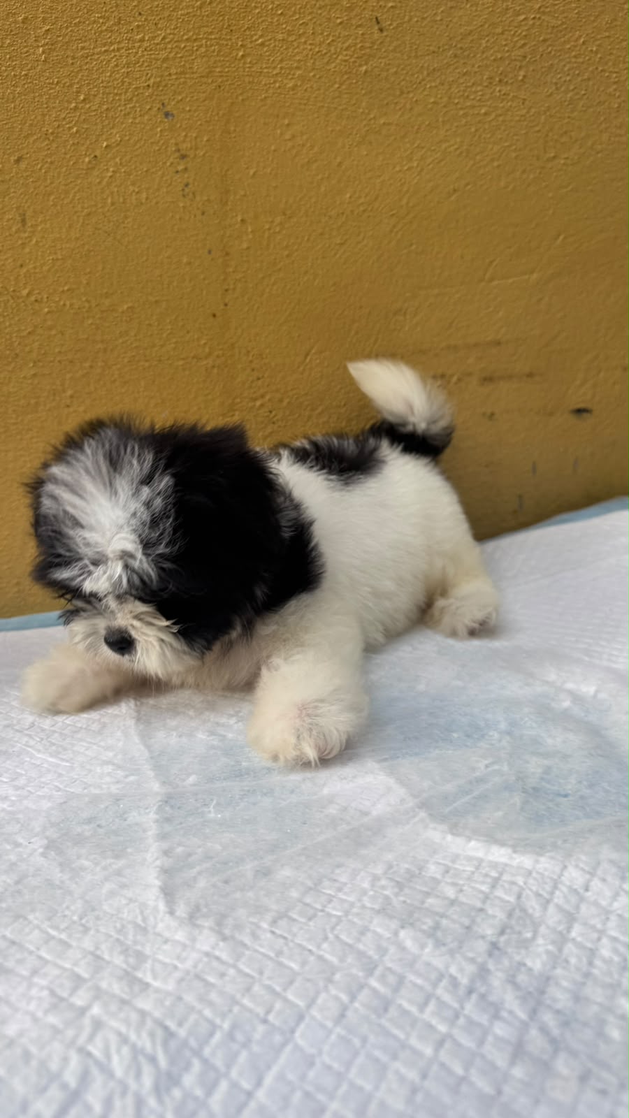Especial de cachorro shipoo ambos sexo en santo domingo esta ubicado n Foto 7323037-2.jpg