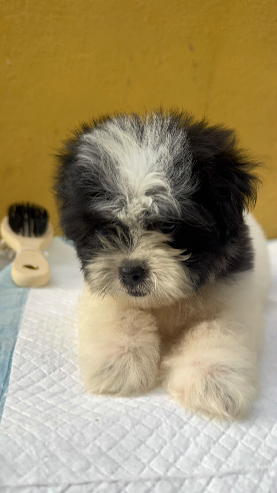 Especial de cachorro shipoo ambos sexo en santo domingo esta ubicado n Foto 7323037-3.jpg