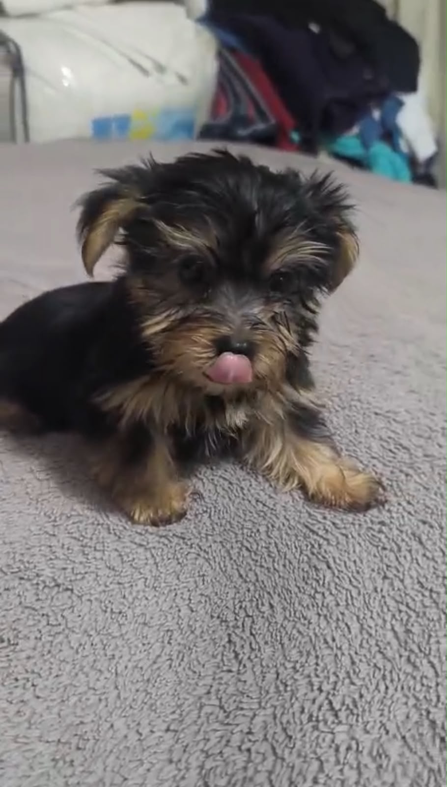 Especial de cachorro yorkie hembra en santo domingo esta ubicado nuest Foto 7323038-1.jpg