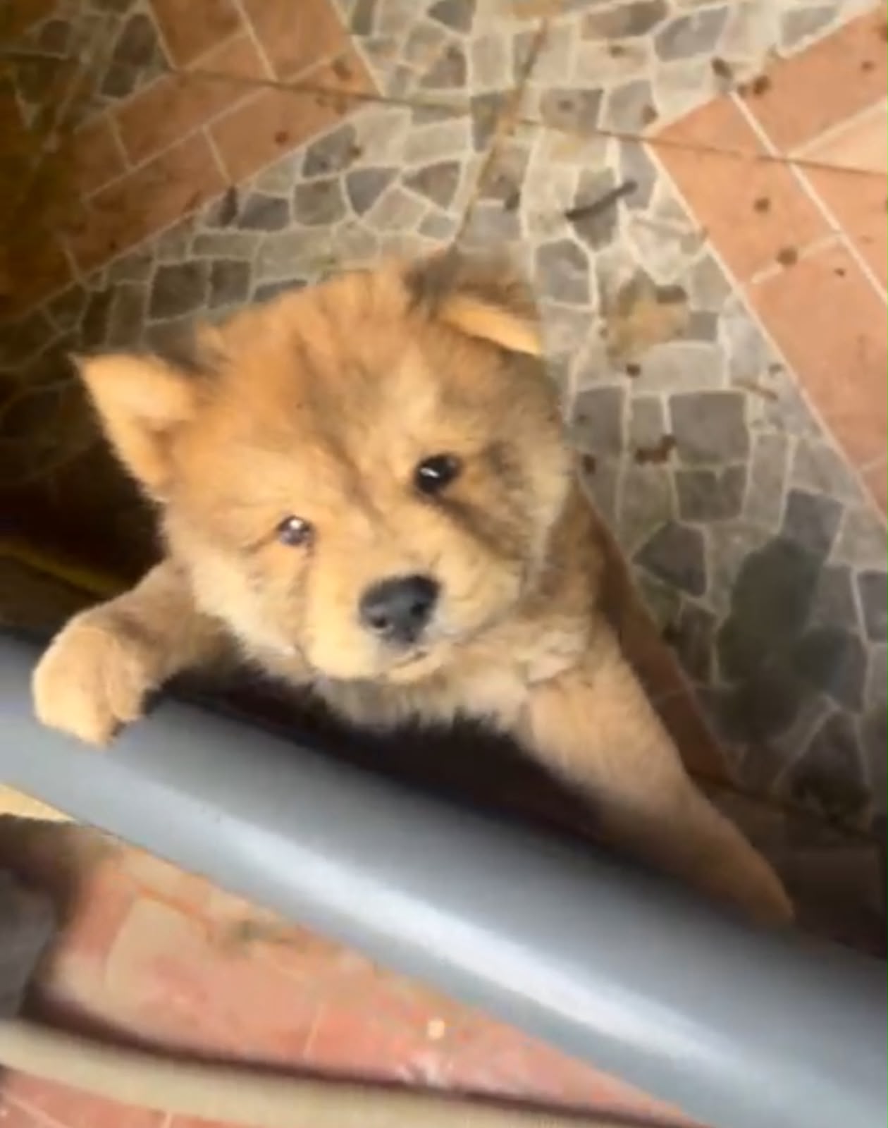 Especial de cachorro chow chow macho en santo domingo esta ubicado nue Foto 7323042-2.jpg