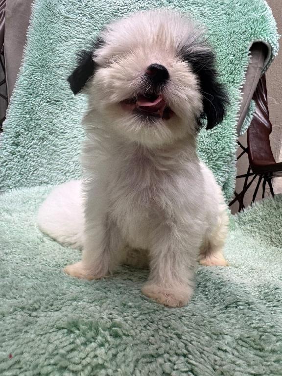 Especial de cachorro shipoo macho en santiago esta ubicado nuestros ca Foto 7323043-1.jpg