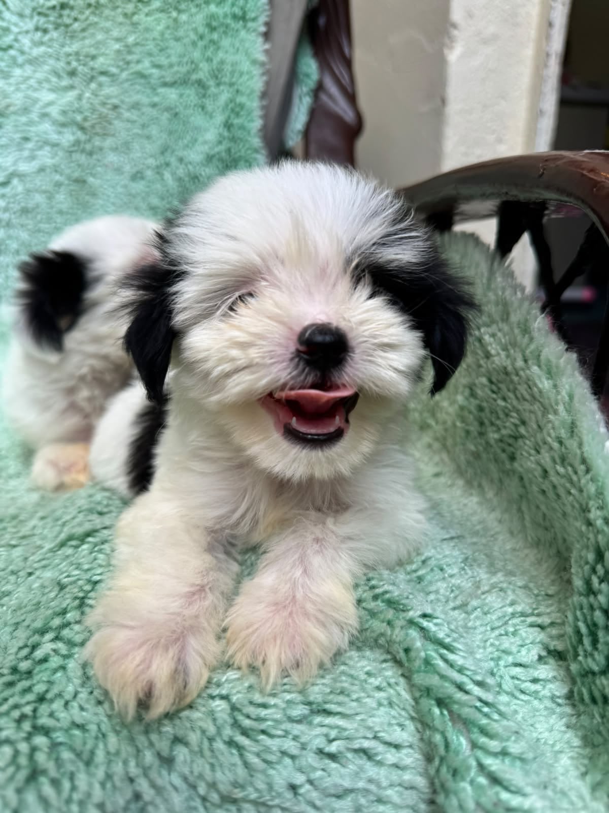 Especial de cachorro shipoo macho en santiago esta ubicado nuestros ca Foto 7323043-2.jpg