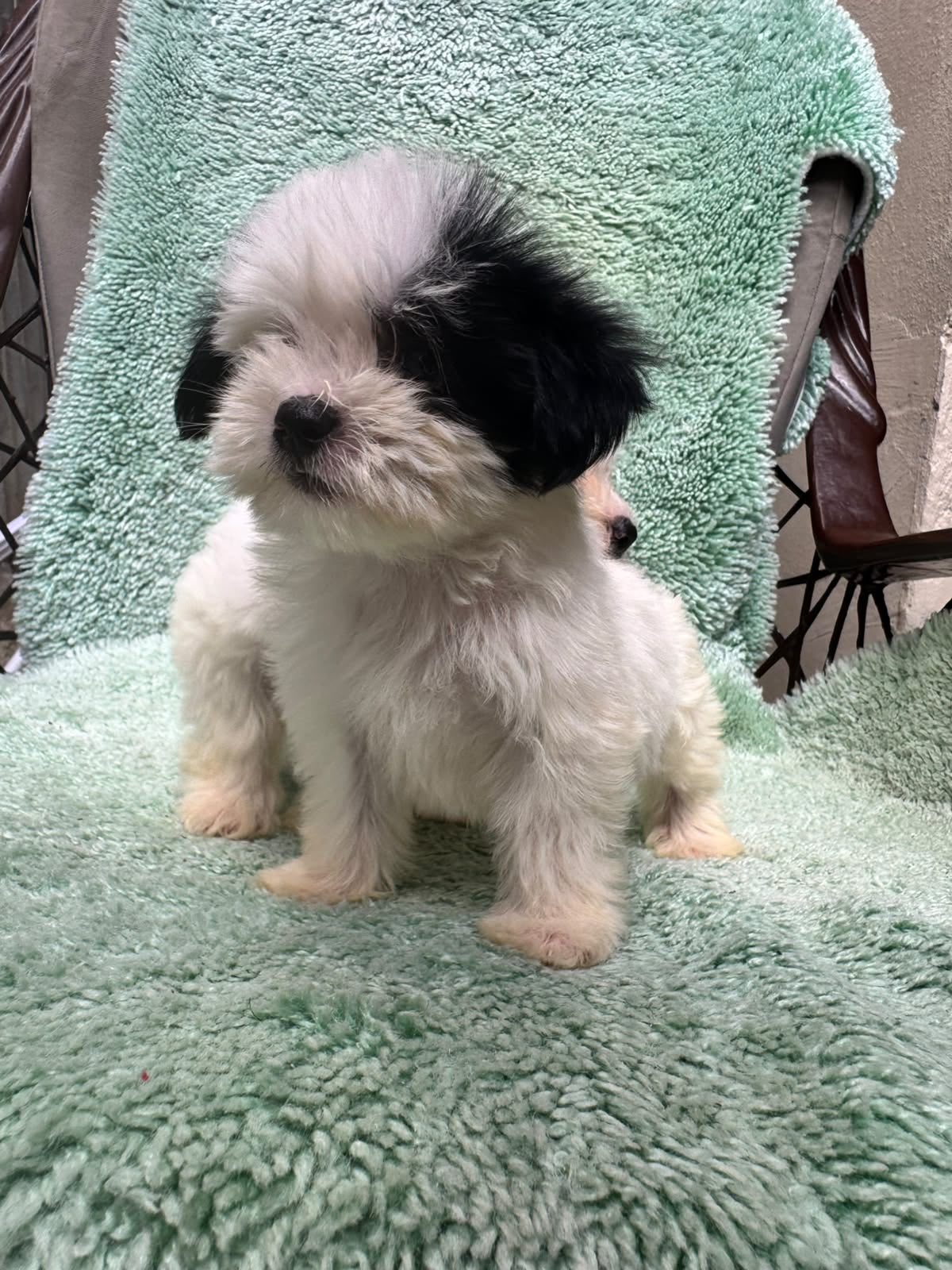 Especial de cachorro shipoo macho en santiago esta ubicado nuestros ca Foto 7323043-3.jpg