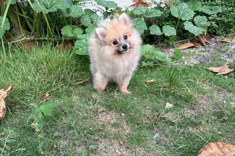 Especial de cachorro pomerania macho en santiago esta ubicado nuestros Foto 7323044-1.jpg