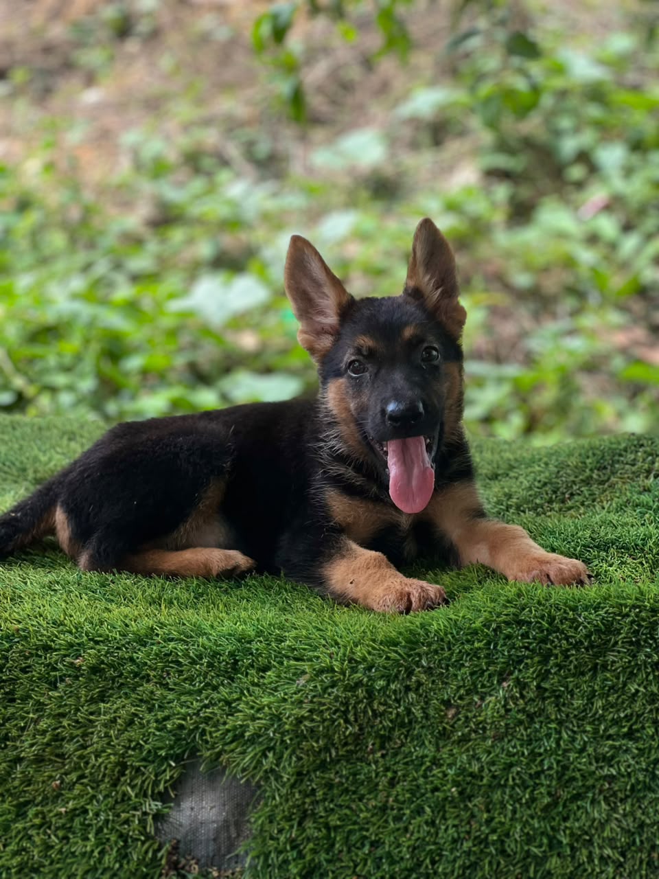 Especial de cachorro pastor aleman hembra en santo domingo esta ubicad Foto 7323047-3.jpg