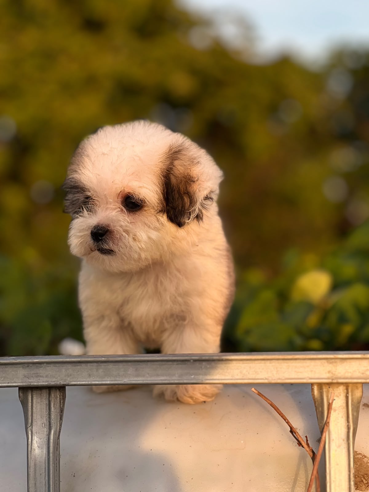 Especial de cachorro shipoo pequeñita hembra en santo domingo esta ubi Foto 7323050-4.jpg
