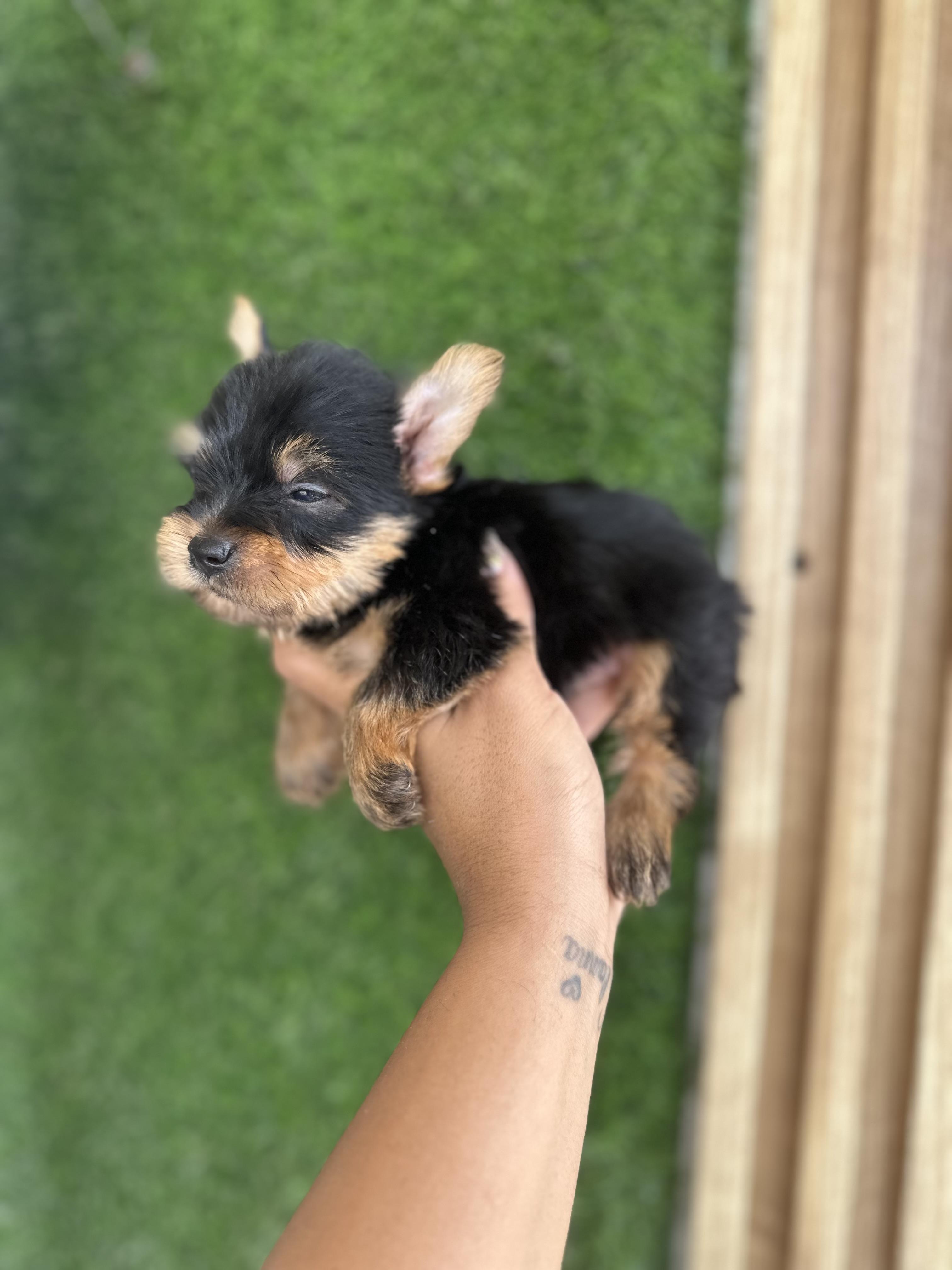 YORKIE MINI MACHO  Foto 7323547-3.jpg
