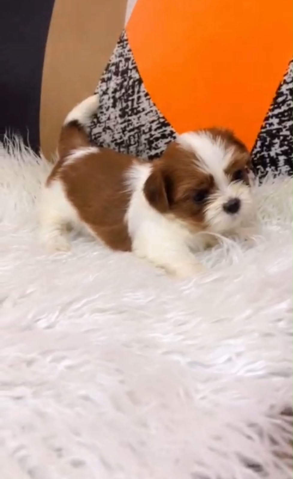 OFERTA CACHORRO SHIPOO MACHO UBICADO EN SANTO DOMINGO Y TIENE SU VACUN Foto 7323607-1.jpg