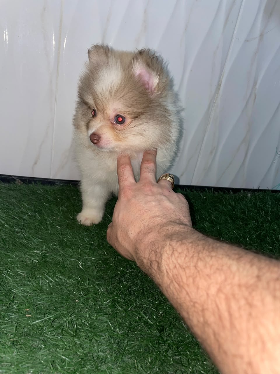 OFERTA CACHORRO POMERANIA AMBOS SEXO UBICADO EN SANTO DOMINGO Y TIENE  Foto 7323609-1.jpg