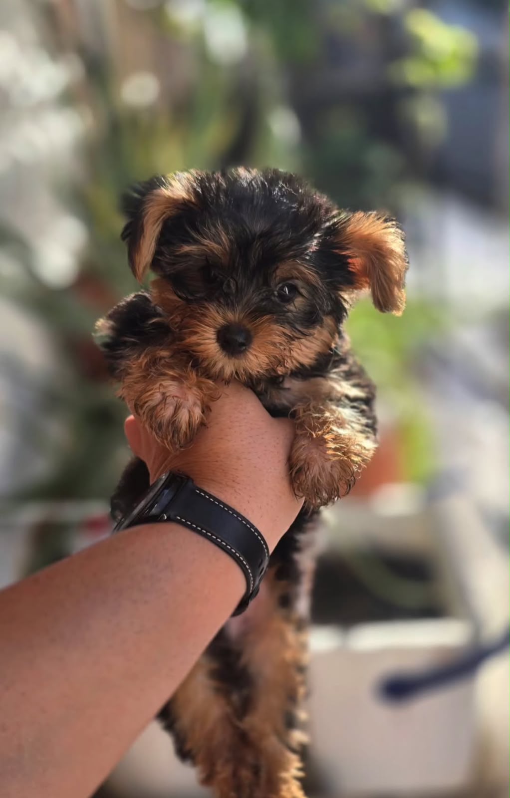 OFERTA CACHORRO YORKIE MACHO UBICADO EN SANTO DOMINGO Y TIENE SU VACUN Foto 7323611-1.jpg