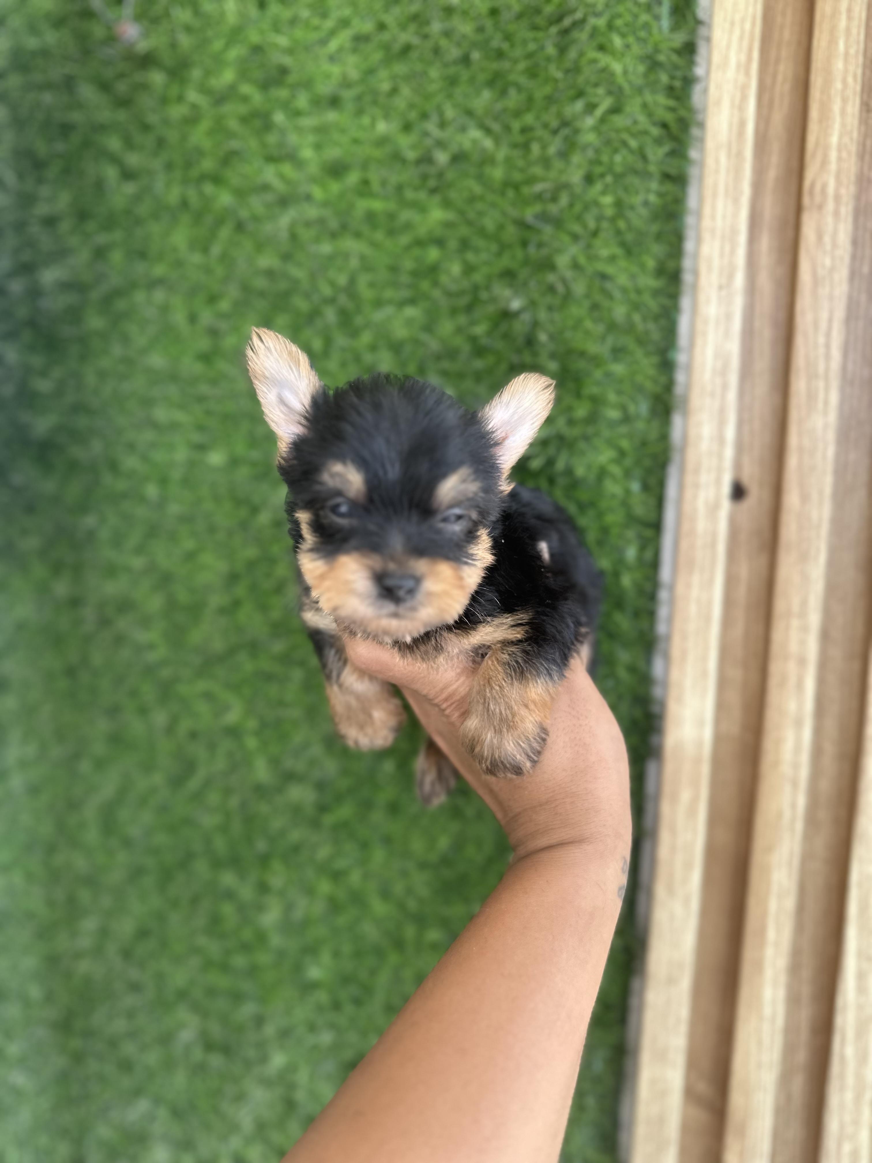 Yorkie toy macho  Foto 7323660-3.jpg