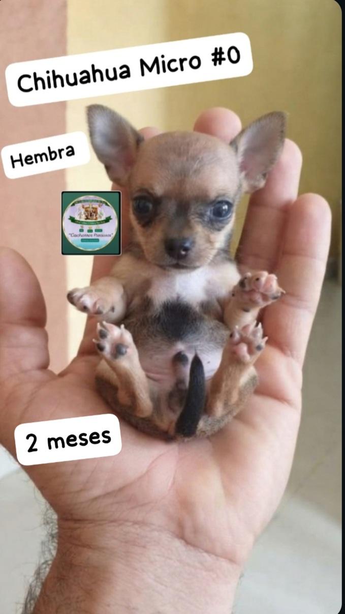 Chihuahua Micro  Foto 7323692-1.jpg