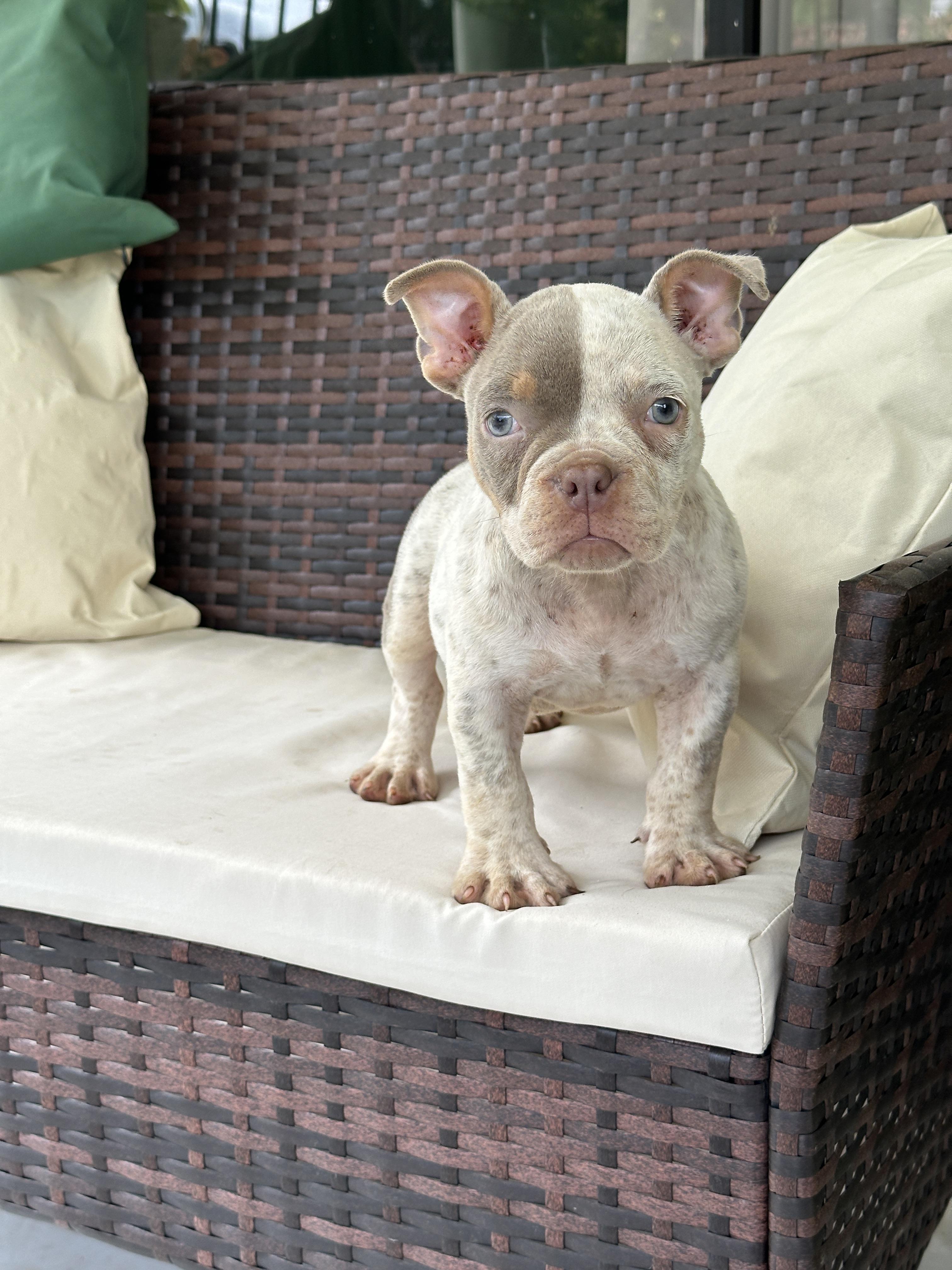 American Bully pocket hembra exotica en Santo Domingo DN Foto 7323899-2.jpg