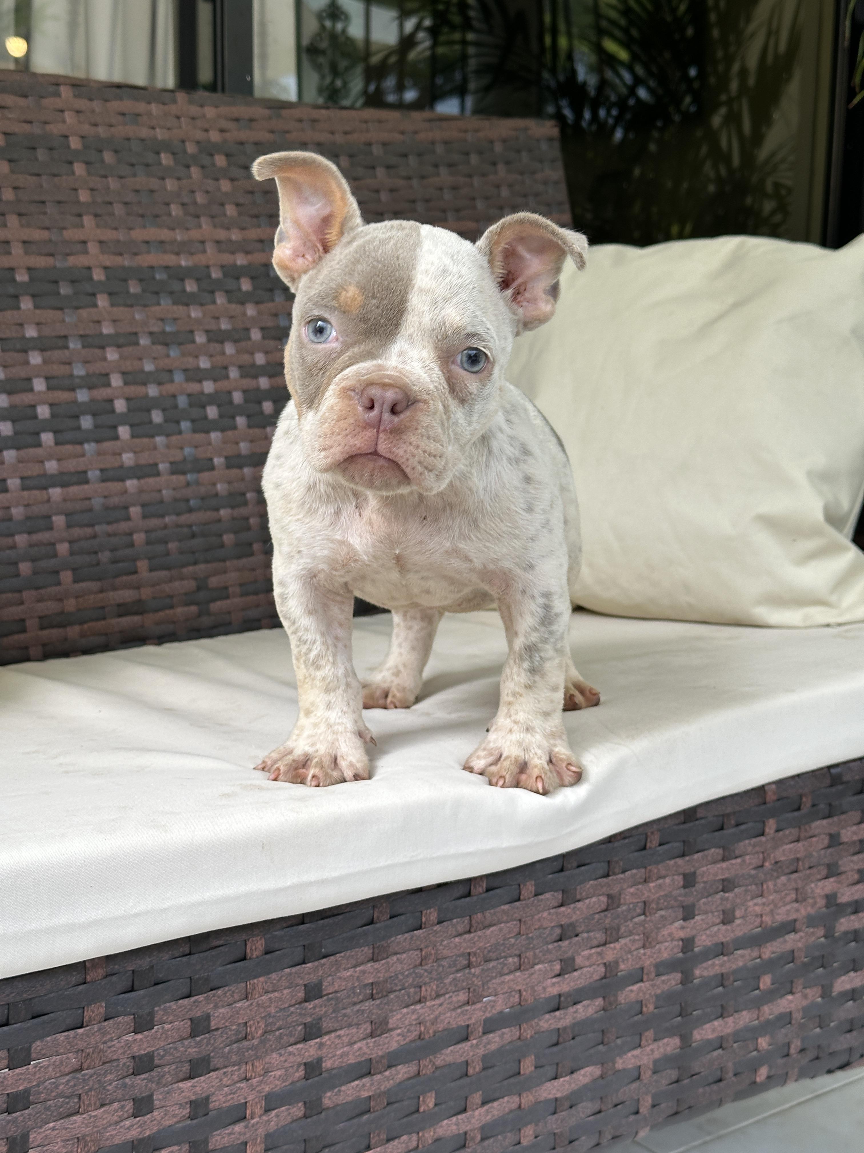 American Bully pocket hembra exotica en Santo Domingo DN Foto 7323899-3.jpg