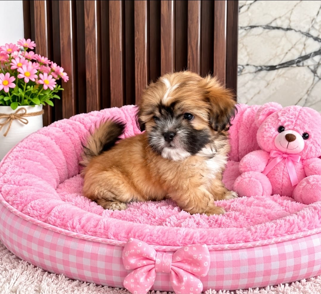 OFERTA CACHORRO SHIPOO HEMBRA EN UBICADO EN SANTO DOMINGO Y TIENE SU V Foto 7323940-2.jpg