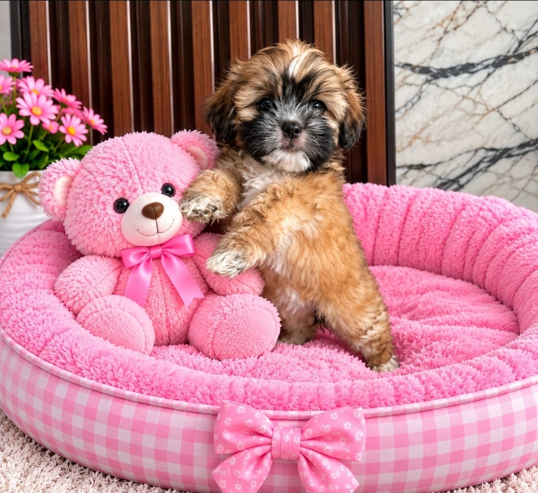 OFERTA CACHORRO SHIPOO HEMBRA EN UBICADO EN SANTO DOMINGO Y TIENE SU V Foto 7323940-3.jpg