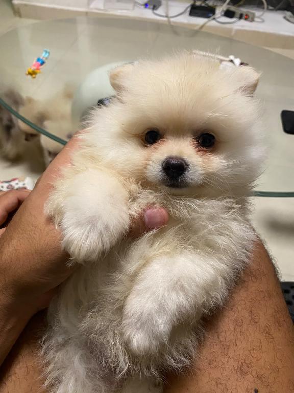 Especial de cachorro pomerania ambos sexo en santo domingo esta ubicad Foto 7323943-1.jpg