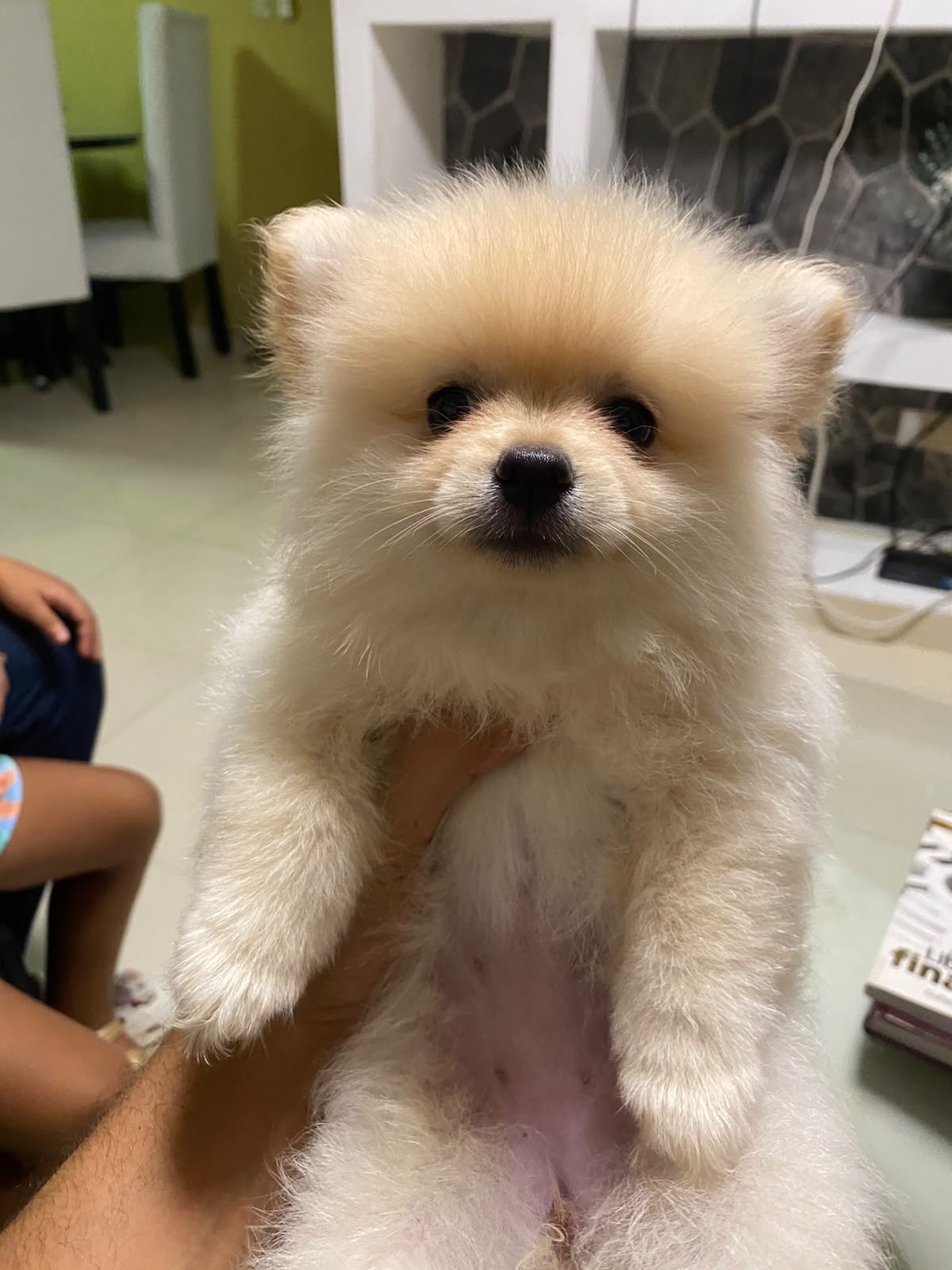 Especial de cachorro pomerania ambos sexo en santo domingo esta ubicad Foto 7323943-2.jpg