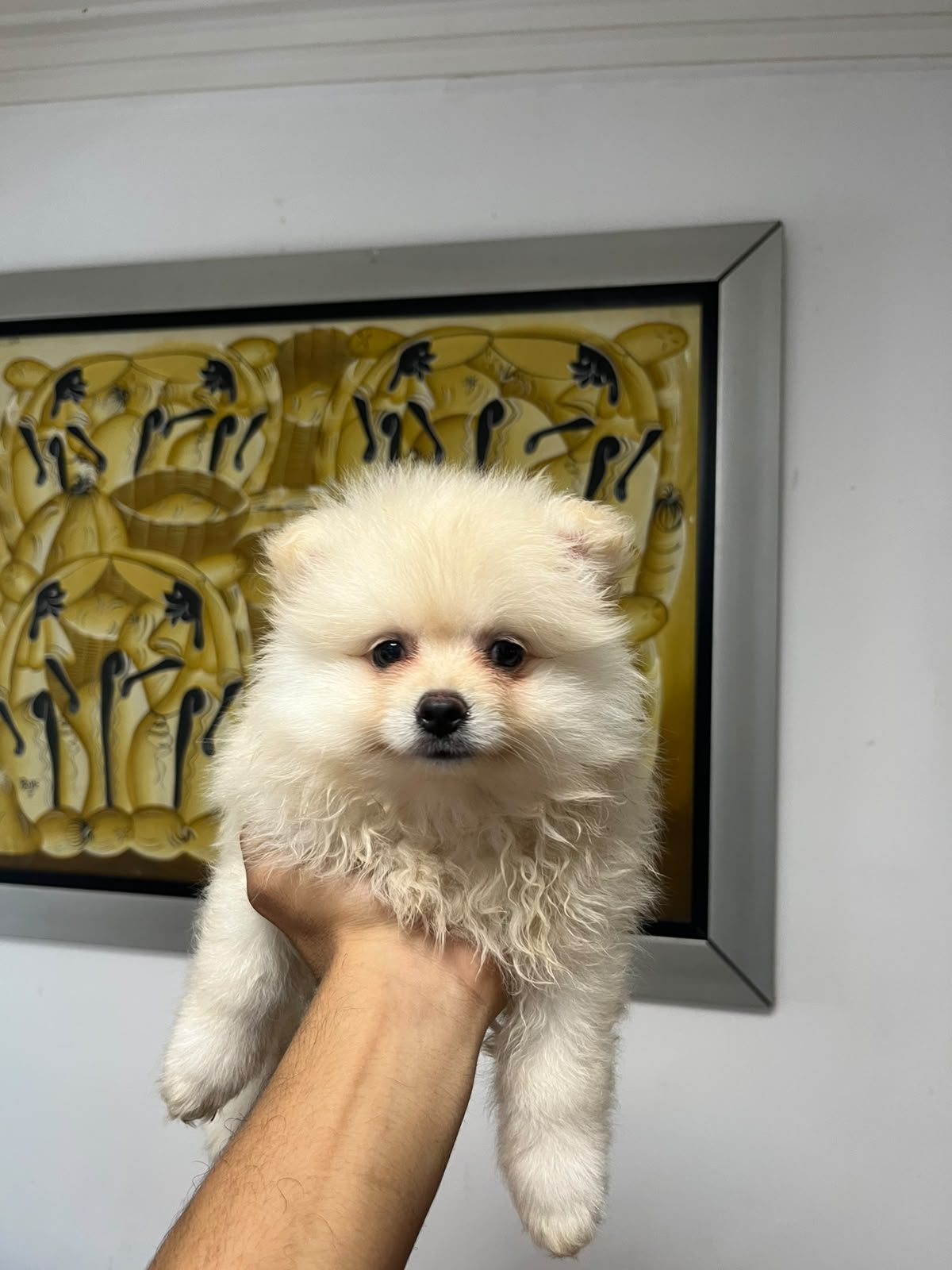 Especial de cachorro pomerania ambos sexo en santo domingo esta ubicad Foto 7323943-3.jpg