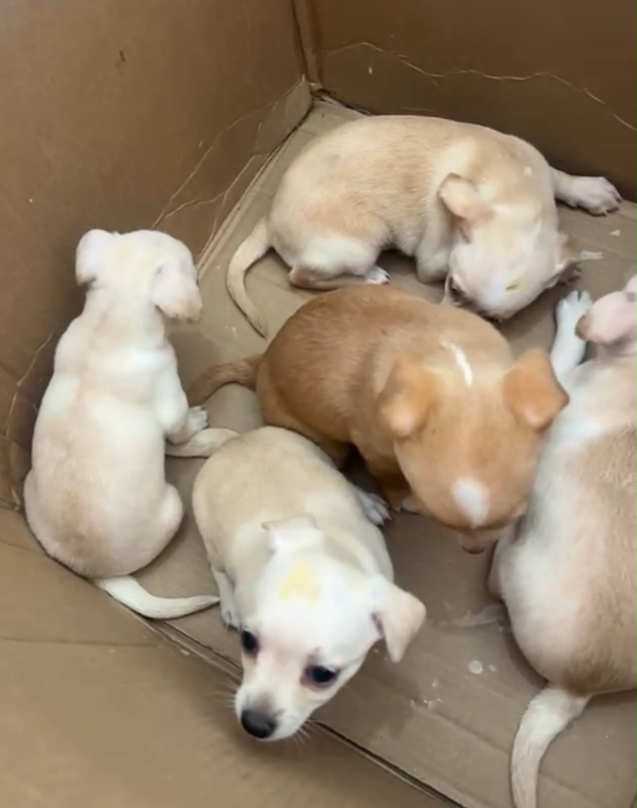 OFERTA CACHORRO CHIHUAHUA  AMBOS SEXO EN SANTO DOMINGO Y VACUNA AL DIA Foto 7323945-1.jpg