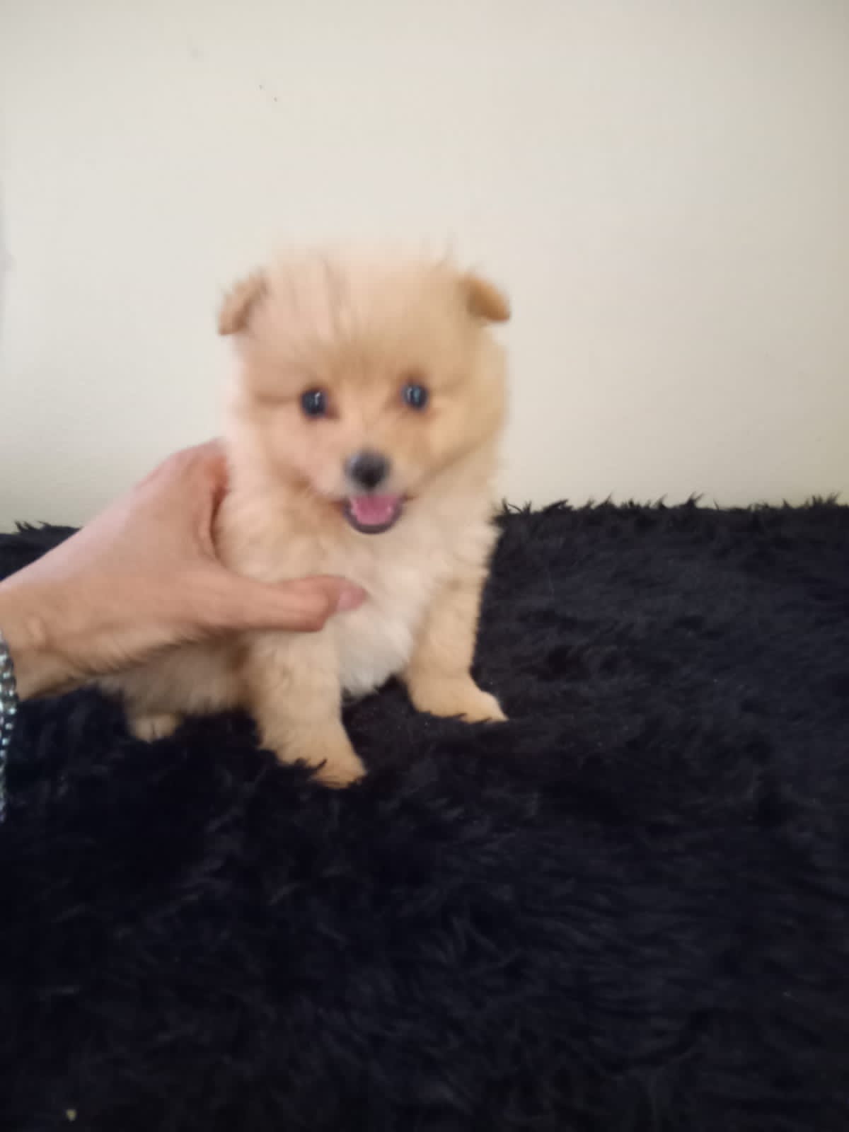 Cachorro pequeño peludo  Foto 7323988-3.jpg