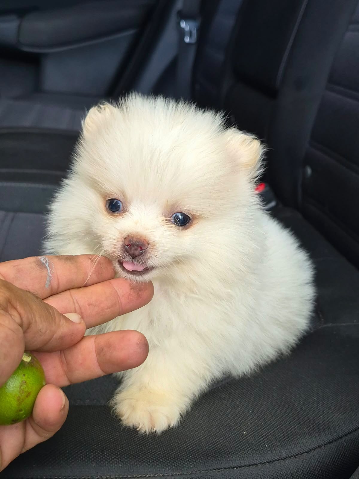 OFERTA CACHORRO POMERANIA AMBOS SEXO UBICADO EN SANTIAGO Y TIENE SU VA Foto 7324031-1.jpg
