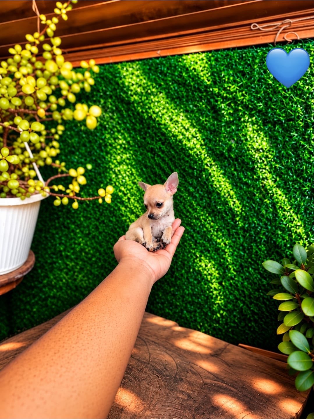 OFERTA CACHORRO CHIHUAHUA MACHO MINI UBICADO EN SANTO DOMINGO Y TIENE  Foto 7324033-3.jpg