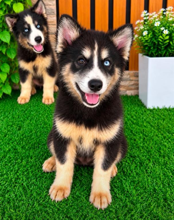 OFERTA CACHORRO HUSKY WOOLY MACHO UBICADO EN SANTO DOMINGO Y TIENE SU  Foto 7324034-1.jpg