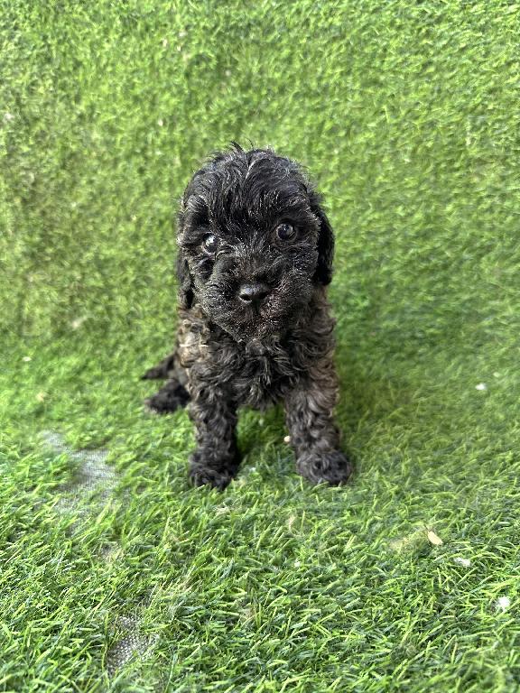 POODLE TOY MACHO Foto 7324044-1.jpg