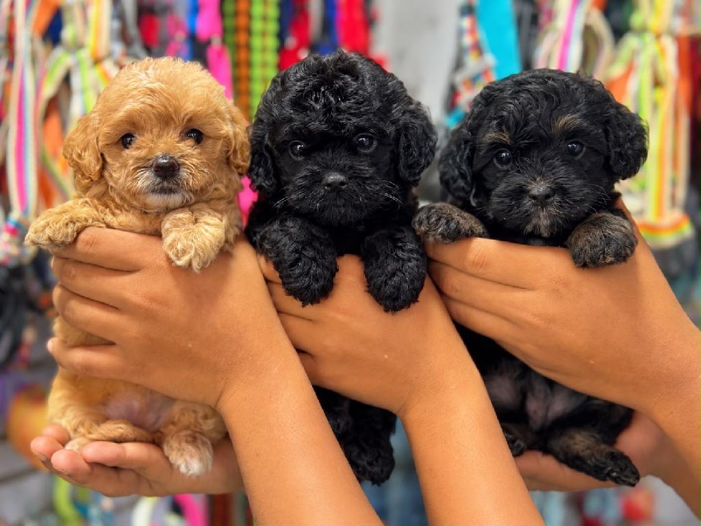 Goldendoodle Ambos Sexos  Foto 7324072-1.jpg
