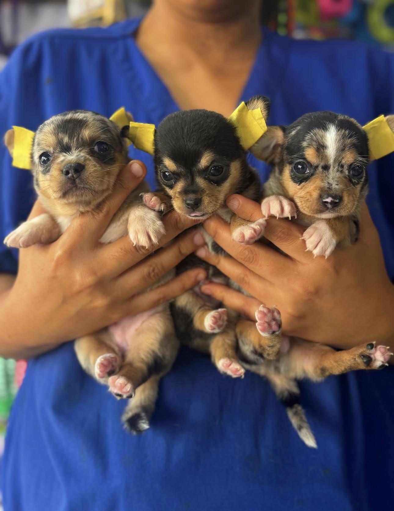 Chihuahua Tailandeses Exoticos Ambos Sexos  Foto 7324073-1.jpg