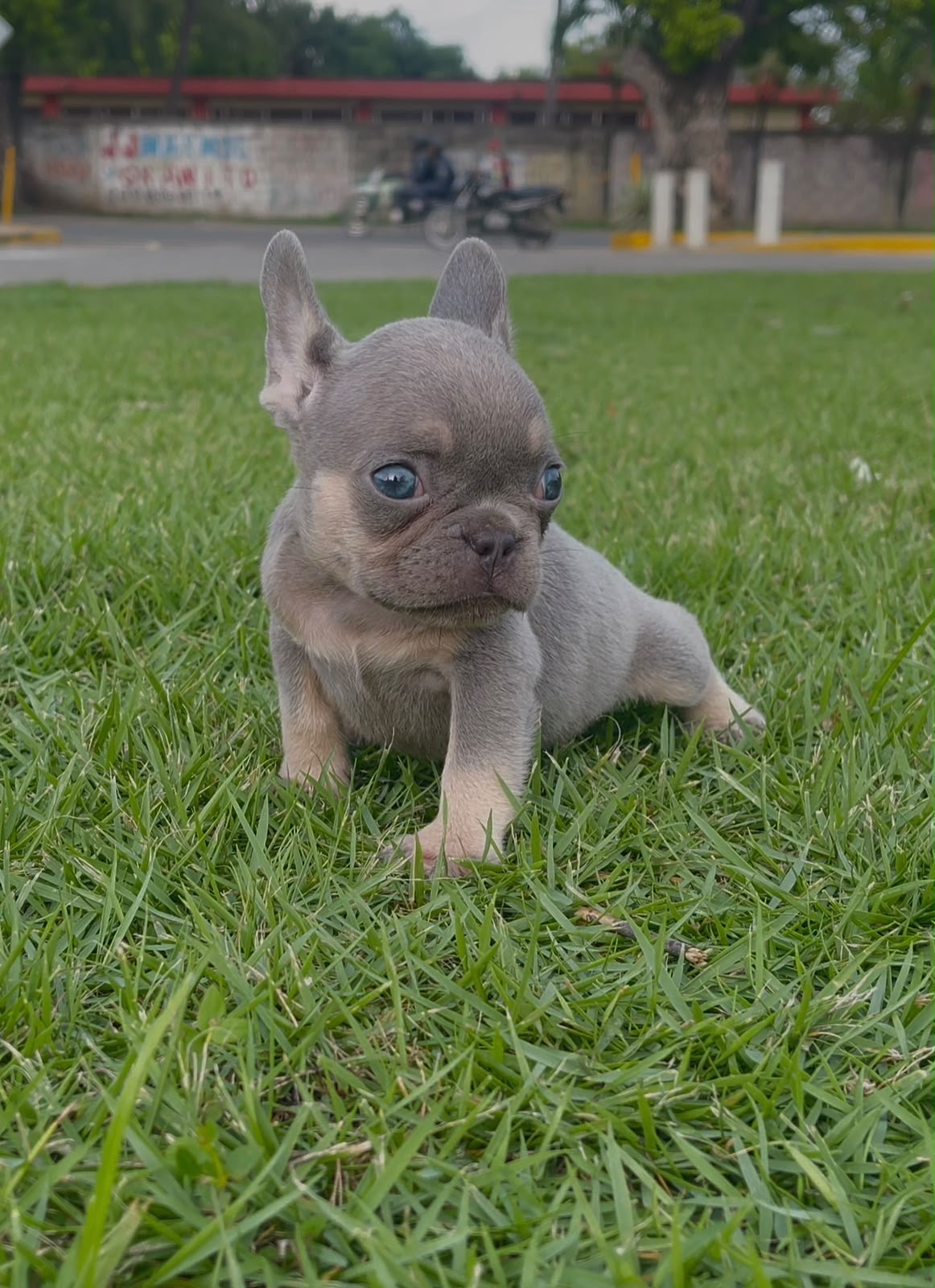 Bulldog Frances Macho  Foto 7324075-5.jpg