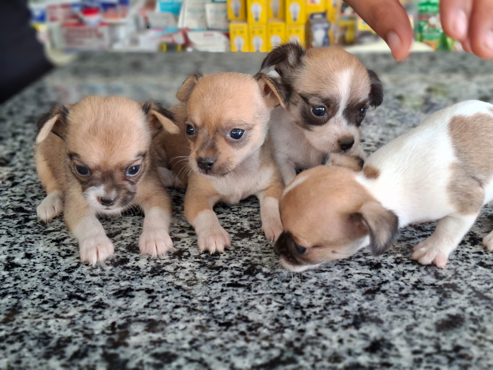 Chihuahua Ambos Sexos  Foto 7324076-3.jpg