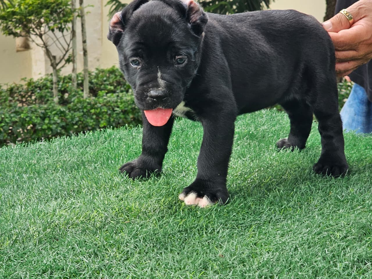 Cane Corso con Pedigree Ambos Sexos  Foto 7324448-5.jpg