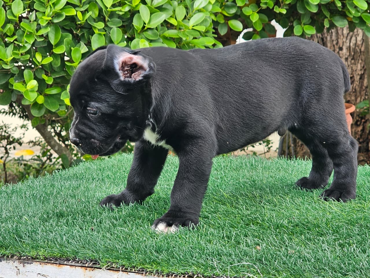 Cane Corso con Pedigree Ambos Sexos  Foto 7324448-8.jpg